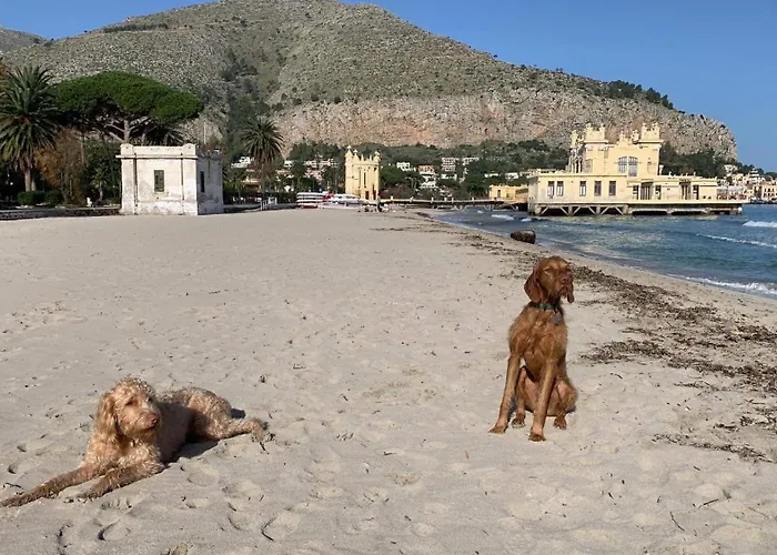 Due Cani